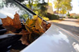 Viele Autofahrer unterschätzen die Bedrohung durch Herbstlaub