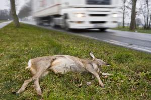 Frühling und Sommerzeit erhöhen Risiko für Wildunfälle