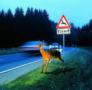 Wildwechsel treten im Herbst besonders häufig auf